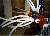 s_fish.jpg (1324 bytes)